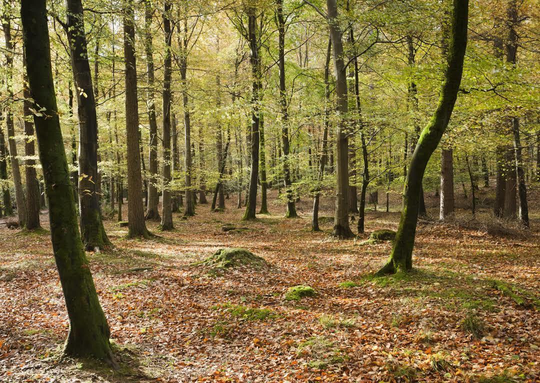 Tollymore Forest Park