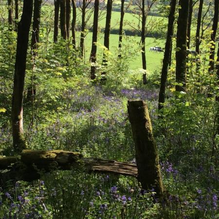 Beacon Hill Woods