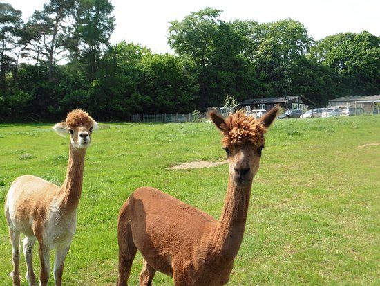 Beacon Alpacas