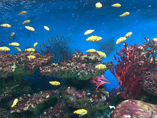 Oceanarium