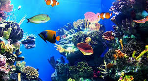 Ilfracombe Aquarium