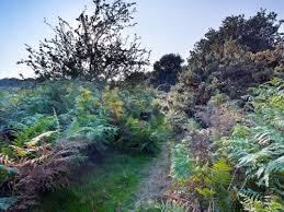 Syderstone Common