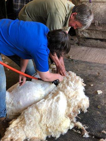 Jacob Sheep Trekking
