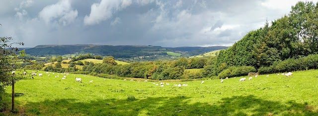 Cwm Rhaeadr Forest