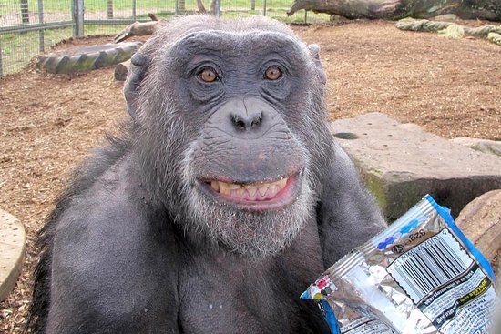 Wales Ape and Monkey Sanctuary