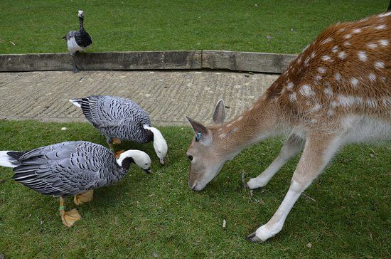 Prinknash Bird And Deer Park