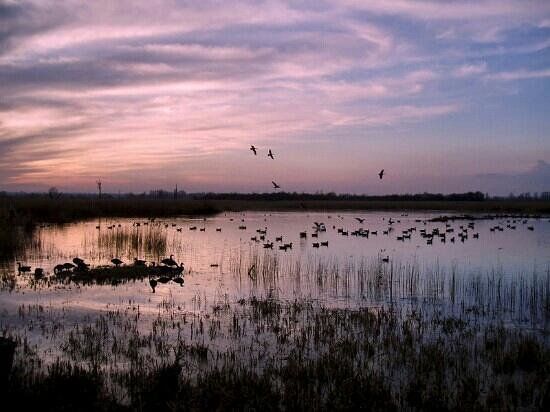 RSPB Strumpshaw Fen