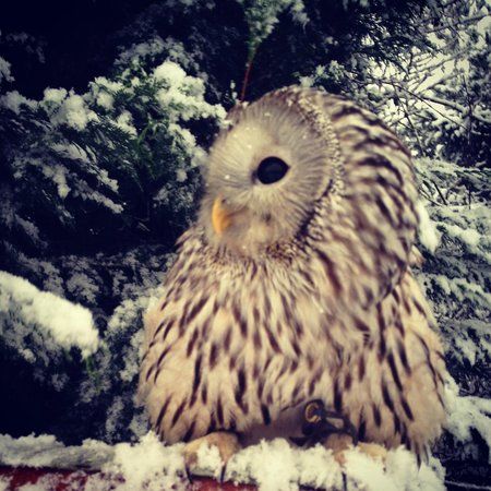 Fens Falconry
