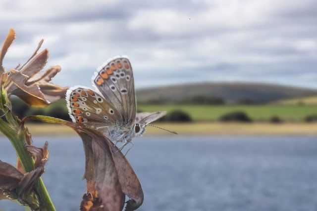 Siblyback Lake Activity Centre