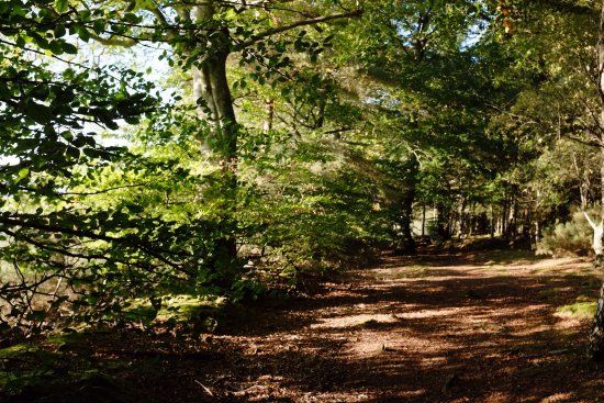 Denlethen Wood