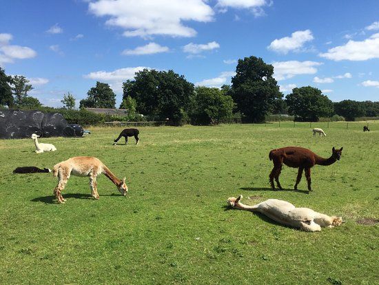White Peak Alpaca Farm