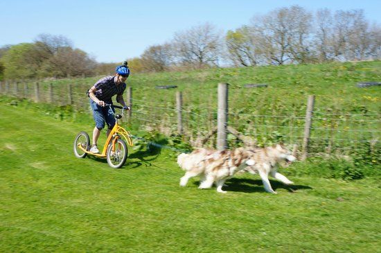 Pesky Husky