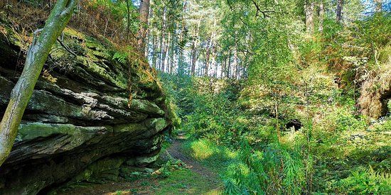 Delamere Forest