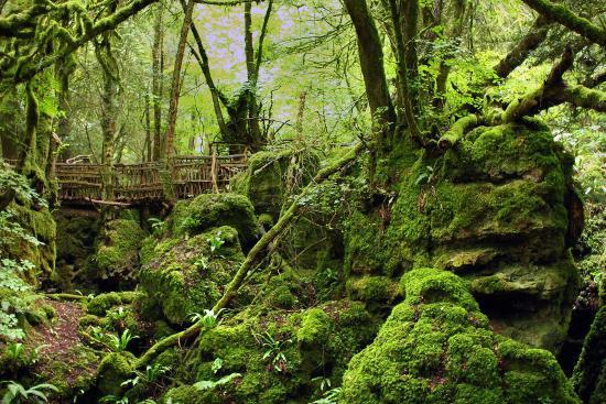 Puzzlewood